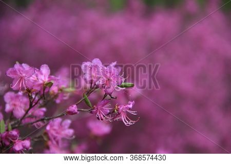 Flowering Bush Of Daurian Rhododendron. Floral Background. Yakut Sakura In The Forest In Yakutia. Da