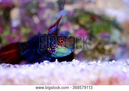 Synchiropus Splendidus - The Mandarin Fish, One Of The Most Colorful Saltwater Fish