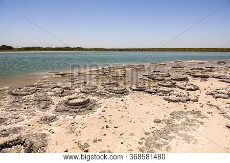 An image of Stromatolites Lake Thetis Western Australia
