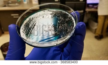 Salmonella Black Colonies And Pseudomonas On Chromogenic Agar