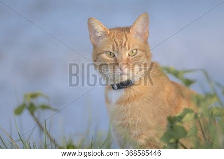 Directly Looking At The Camera This Ginger Tabby Cat Is Poised Among Foliage. The Blueish Background