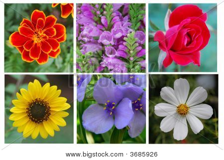 Zes heldere bloemen Collage