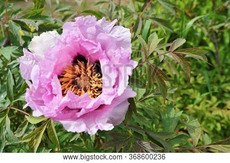 Bud Of A Peony. Open Peony Bud. Pink Peonies In The Garden
