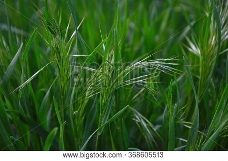 Drooping Brome Or Cheat Grass, Bromus Tectorum, Growing On Meadows