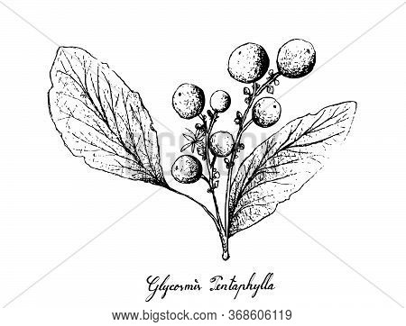 Berry Fruit, Illustration Hand Drawn Sketch Of Orangeberry, Gin Berry Or Glycosmis Pentaphylla Fruit