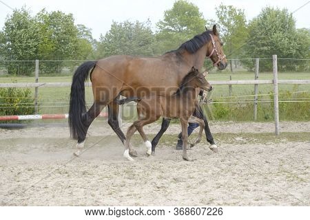 Little Brown Foal, Trosts Next To The Mother, One Week Old, During The Day With A Countryside Landsc