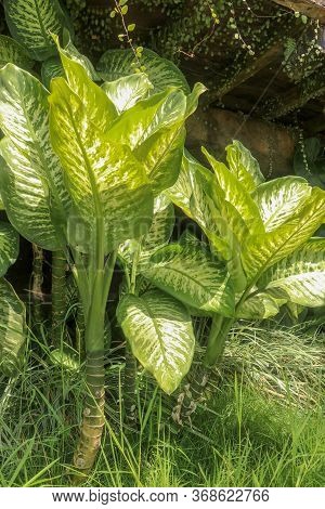 Tropical Plant Dieffenbachia Growing Wild In The Garden. Green Plant In The Garden. Fresh Green And 