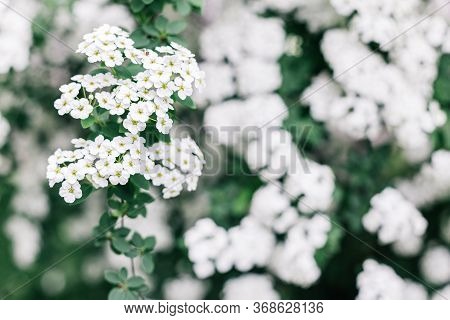 Branches Of Blossoming Spirea Arguta (brides Wreath) Bush In A Spring Garden.  Selective Focus.