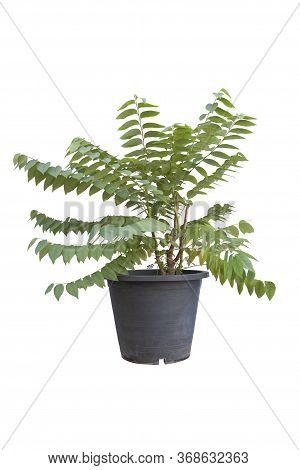 Star Gooseberry Or Phyllanthus Acidus Tree In Black Plastic Pot Isolated On White Background Include