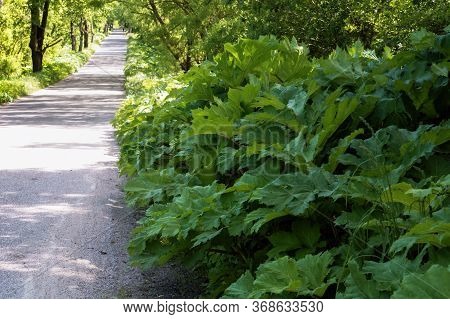 Thickets Of Hogweed At The Side Of The Road, A Poisonous Dangerous Hogweed Plant