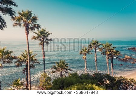 Palms On A Coast Of Laguna Beach