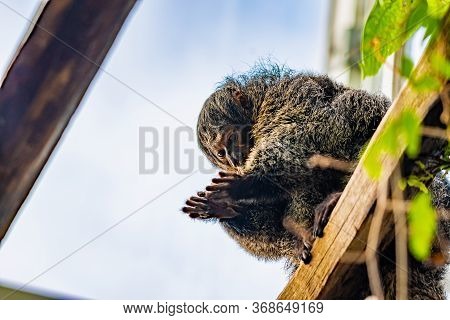White-faced Saki, (pithecia Pithecia), Small Monkey Is Sitting On The Wooden Wall And Looking To His