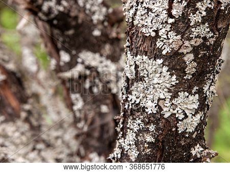 Lichen On The Bark Of A Diseased Tree
