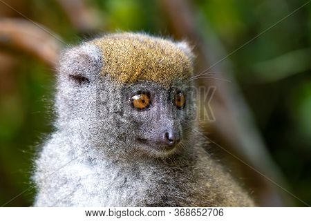 Portrait Of A Bamboo Lemur In Its Natural Environment