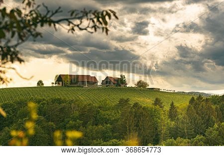 Austria Vineyards In Spring Landscape. Leibnitz Area In South Styria, Wine Country. Tuscany Like Pla