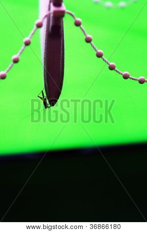 ม่านคริกเก็ตและสติกเกอร์สีเขียว
