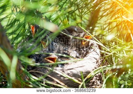 Young Chicks In A Nest On A Green Conifer In The Sun With Open Yellow Beaks Ask For Food And Wait Fo