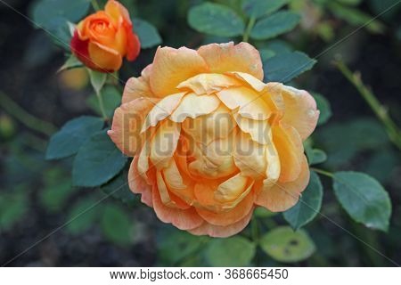 Two Orange Rose Flowers Of The Variety Lady Of Shalott Also Known As Ausnyson With A Dark Background