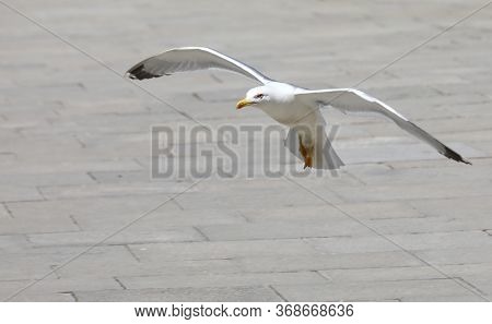 White Seagull While Landing In The Urban Square