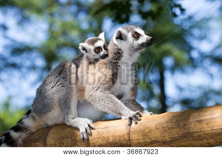 Lemur Kata
