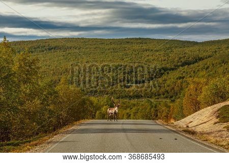 Deer In The Middle Of The Road In Lapland / Finland