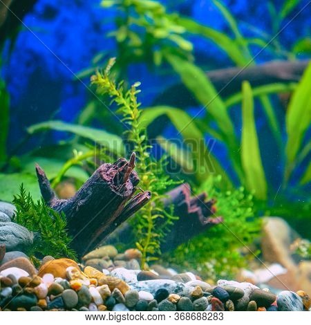 Green Plants And Driftwood In A Decorative Aquarium. Soft Focus