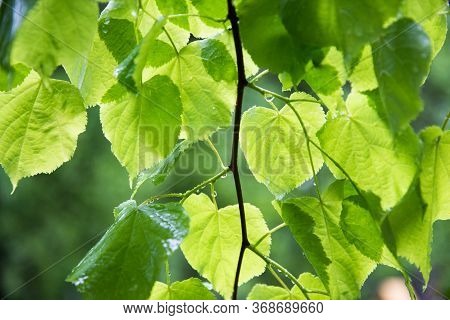 Bright Foliage Of The Tree. Drops Of Rain Or Dew. Texture, Background.