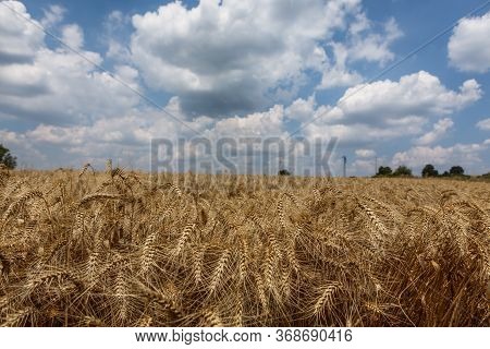 Wheat Grains Growing With Blue Cloudy Sky In The Background
