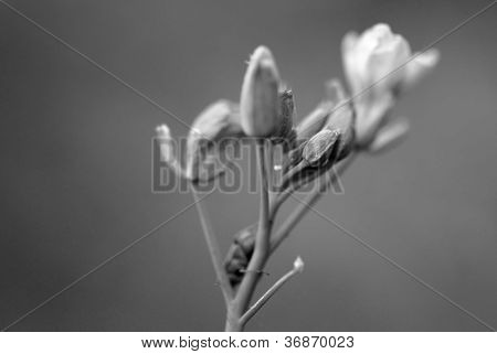 graue Blumen Dolde