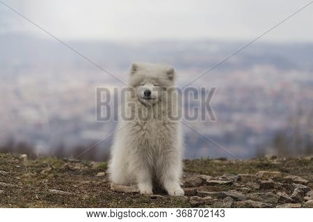 Samoyed - Samoyed Beautiful Breed Siberian White Dog. Four Months Old Puppy On A Walk.