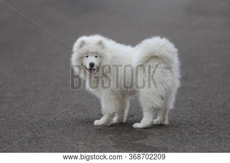 Samoyed - Samoyed Beautiful Breed Siberian White Dog. Four Months Old Puppy On A Walk.