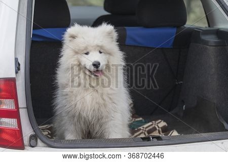 Samoyed - Samoyed Beautiful Breed Siberian White Dog. Four Months Old Puppy On A Walk.