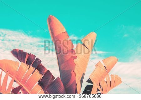 Tropical Summer Nature Background With Pink Palm Tree Leaves On Turquoise Sky Background. Vintage Fi