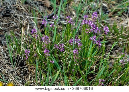 Blooming Tufted Milkwort, Polygala Comosa.tufted Milkwort (polygala Comosa)