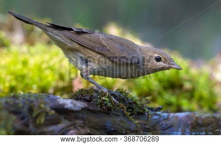 Alerted Garden Warbler (sylvia Borin) Posing On Mossy Branch Near The Forest Ground