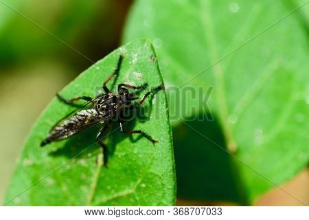Macro Of A Robber Fly (asilidae Family), Also Called Assassin Flies. They Are Powerfully Built, Bris