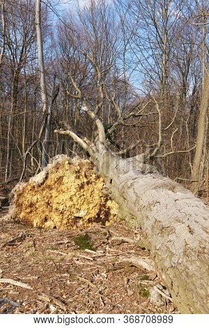 A Large Uprooted Tree In The Forest