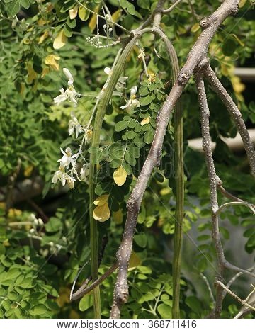 Drumstick Vegetable Hanging In Its Own Tree,moringa Oleifera Is The Most Widely Cultivated Species I