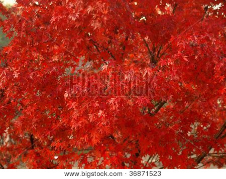 Maple leaves
