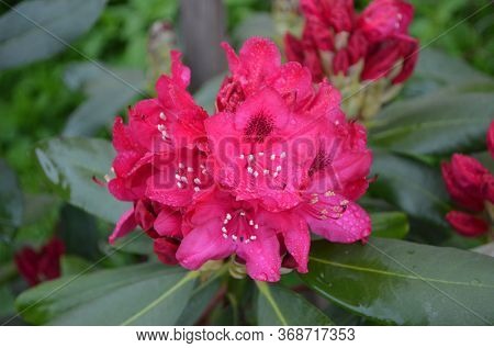 Rhododendron Nova Zembla in garden. Season of flowering azaleas (rhododendron).