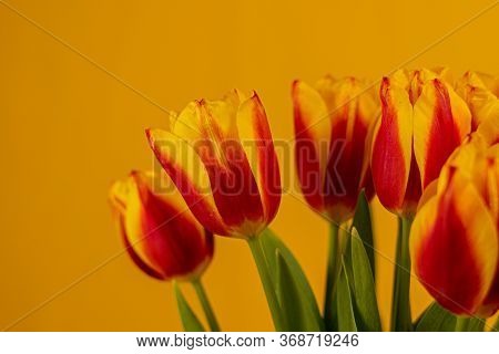 Red And Yellow Tulips On A Yellow Background