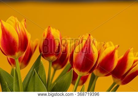 Red And Yellow Tulips On A Yellow Background