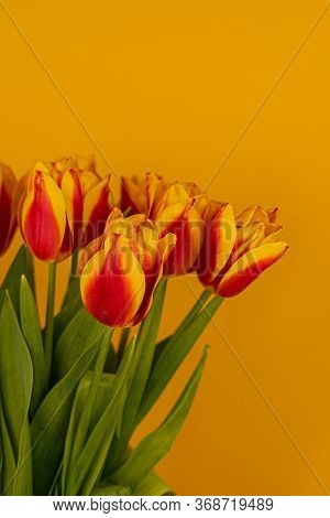 Red And Yellow Tulips On A Yellow Background