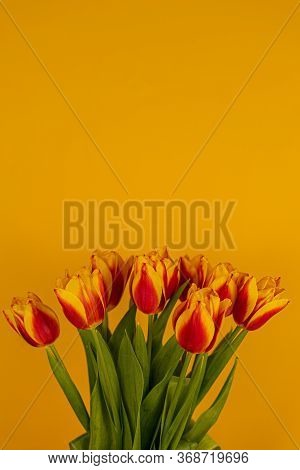 Red And Yellow Tulips On A Yellow Background