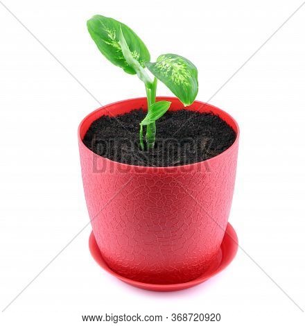 Dieffenbachia Isolated. A Plant In Red Pot Isolated On A White Background. Dumbcane.house Plant