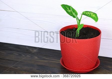 Dieffenbachia On A Wooden Background. A Plant In Red Pot Isolated On A Wooden Background. Dumbcane.h