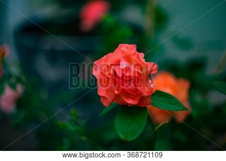 Blooming Hot Red Rose