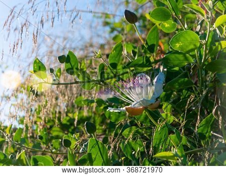 Wild Caper Plant From The Island Of Mallorca With White And Purple Flowers At Sunset