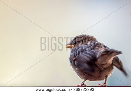 Chick Sparrow (passer Domesticus) Prepares To Learns To Fly, Standing At The Edge. Creamy Blurred Ba