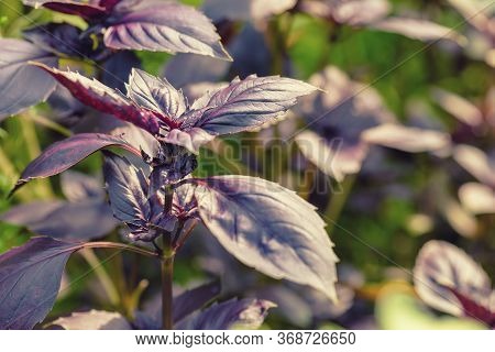 Dark Basilica Leaves.baselik Dark Opal. Ocimum Basilicum Dark Opal. Seasoning Of Basil Growing On Th